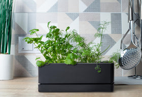D'vine Dev BPA-free planter supports safe, toxin-free cultivation of vegetables and herbs.