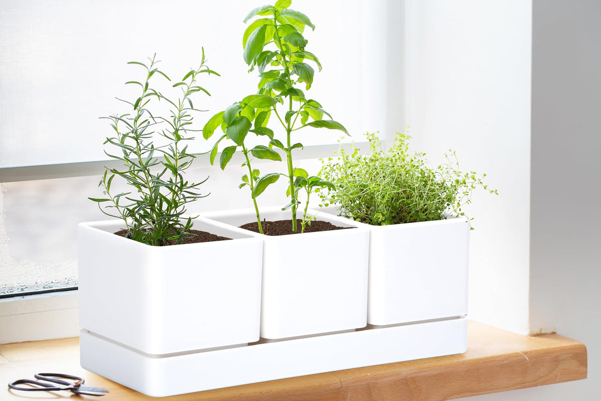 D'vine Dev BPA-free polypropylene pots ensure safe indoor growing.