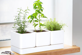 D'vine Dev BPA-free polypropylene pots ensure safe indoor growing.