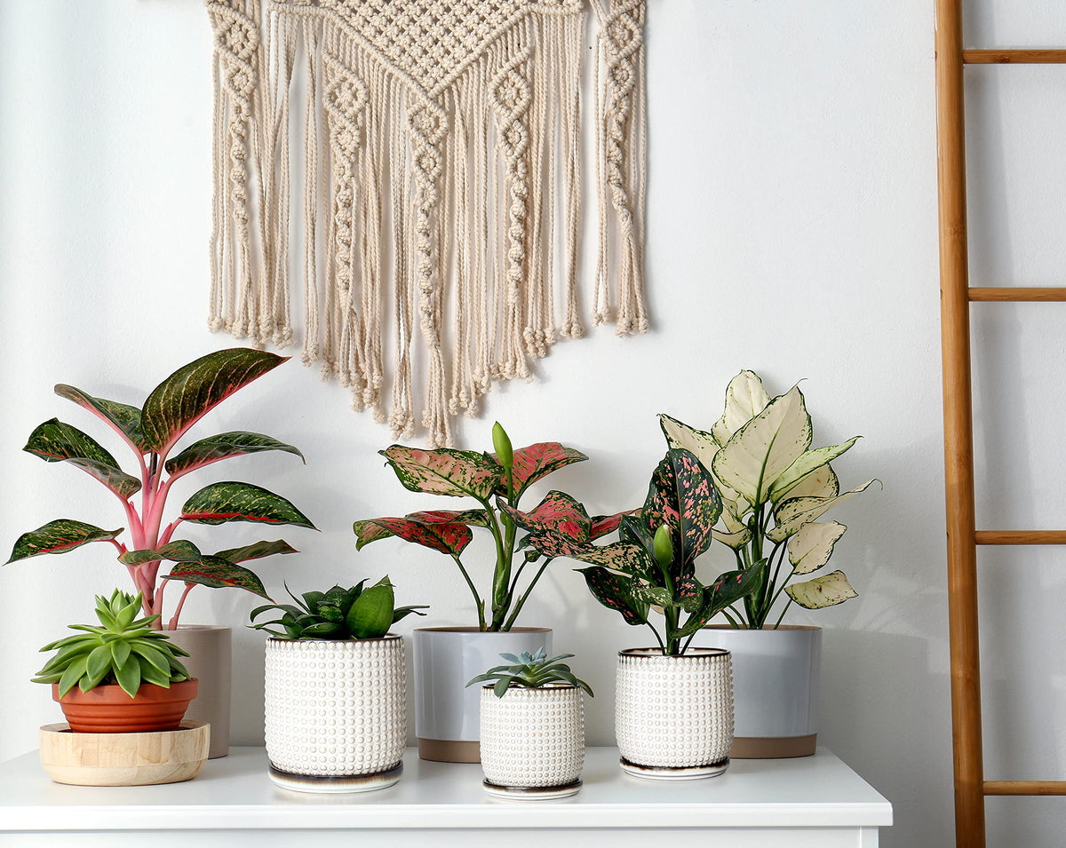 D'vine Dev indoor plant setup featuring this ceramic beaded pot