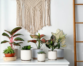 D'vine Dev indoor plant setup featuring this ceramic beaded pot