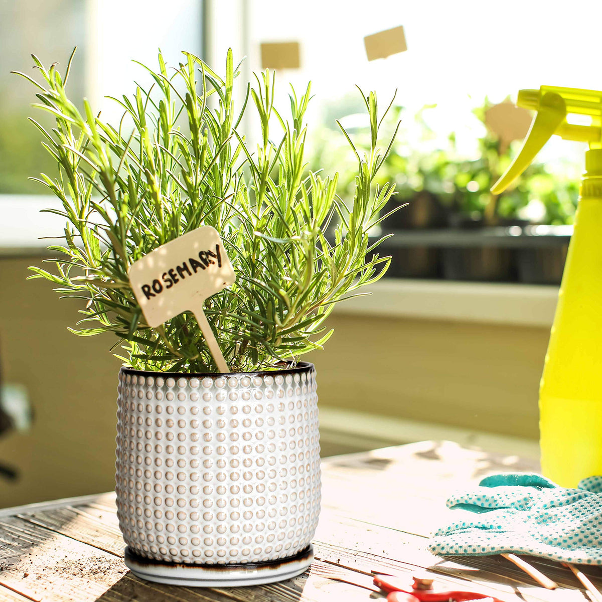 D'vine Dev planter on a shelf with greenery showing versatile placement