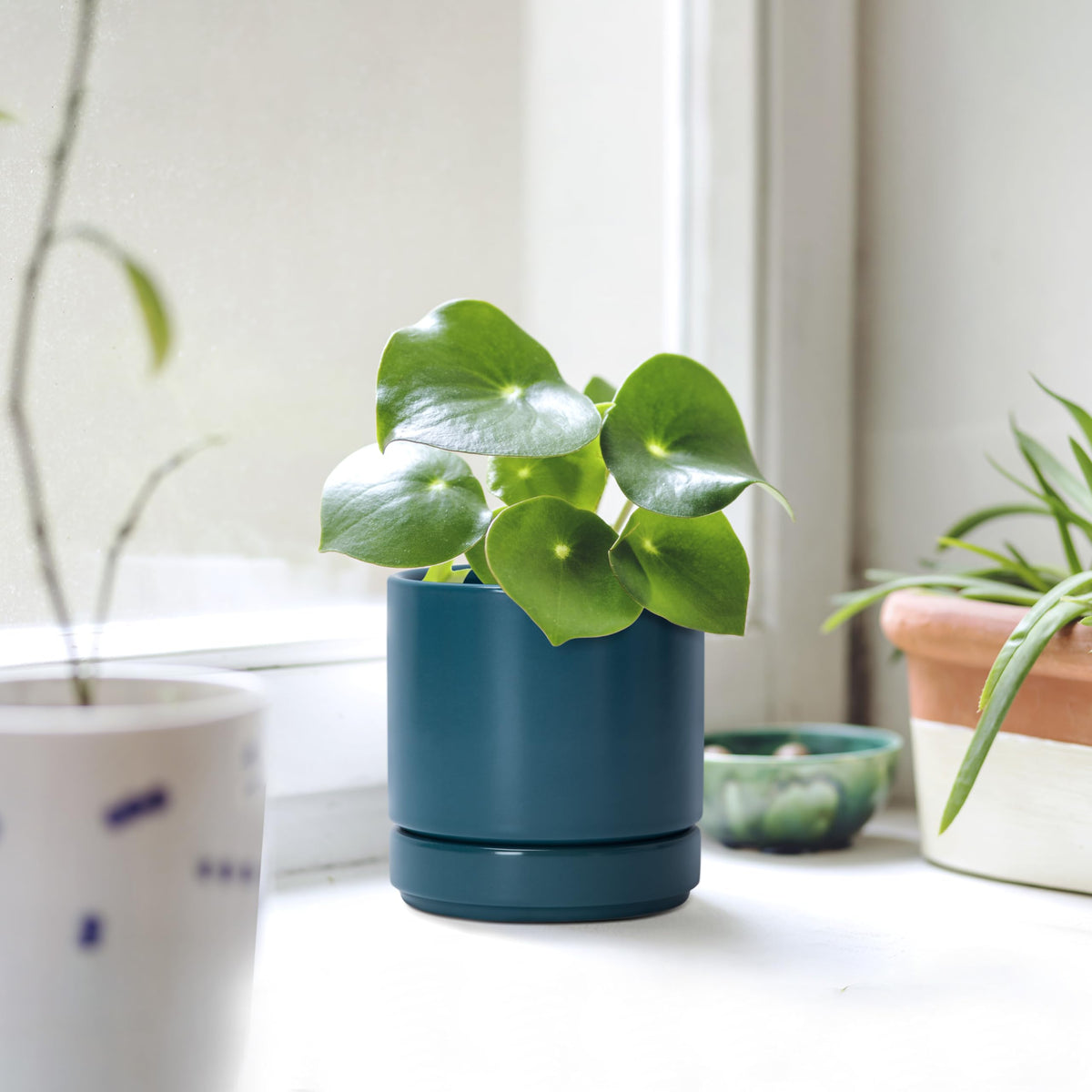 D'vine Dev in-use shot with plant demonstrates space-saving indoor decor.