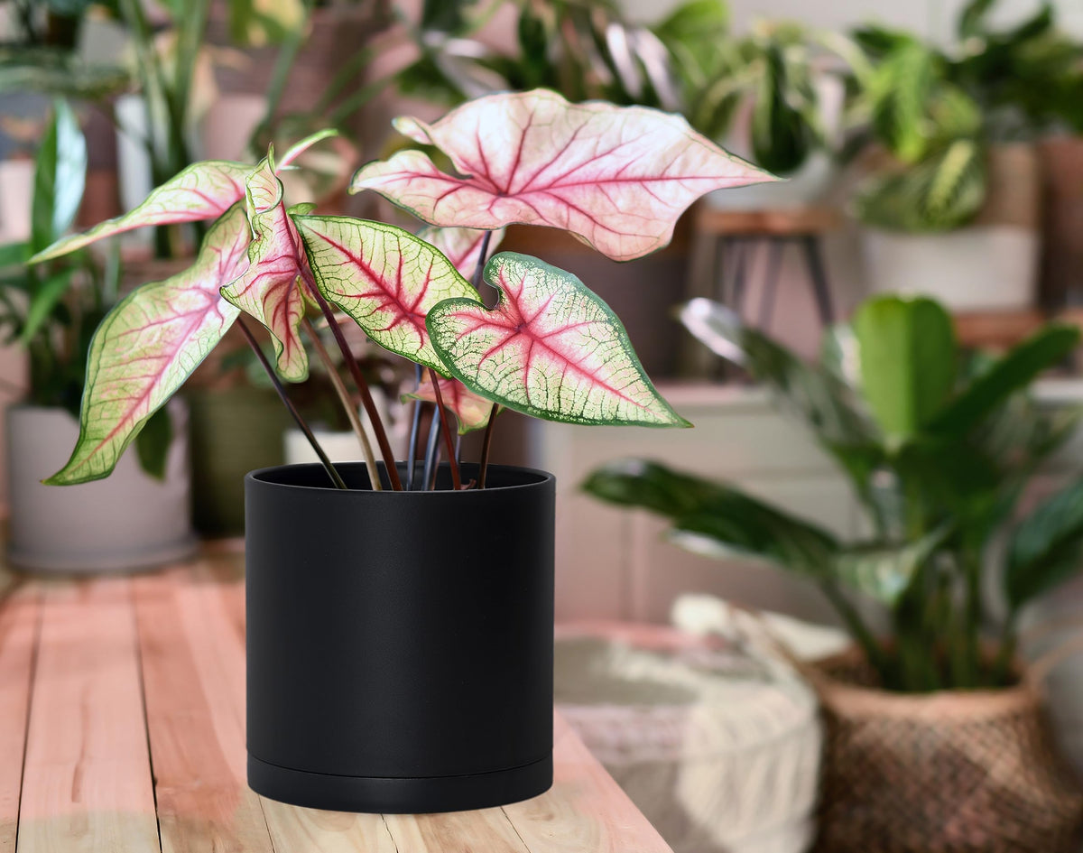 D'vine Dev black pots with saucers ideal for small-space displays