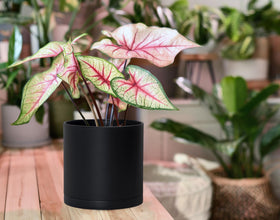 D'vine Dev black pots with saucers ideal for small-space displays
