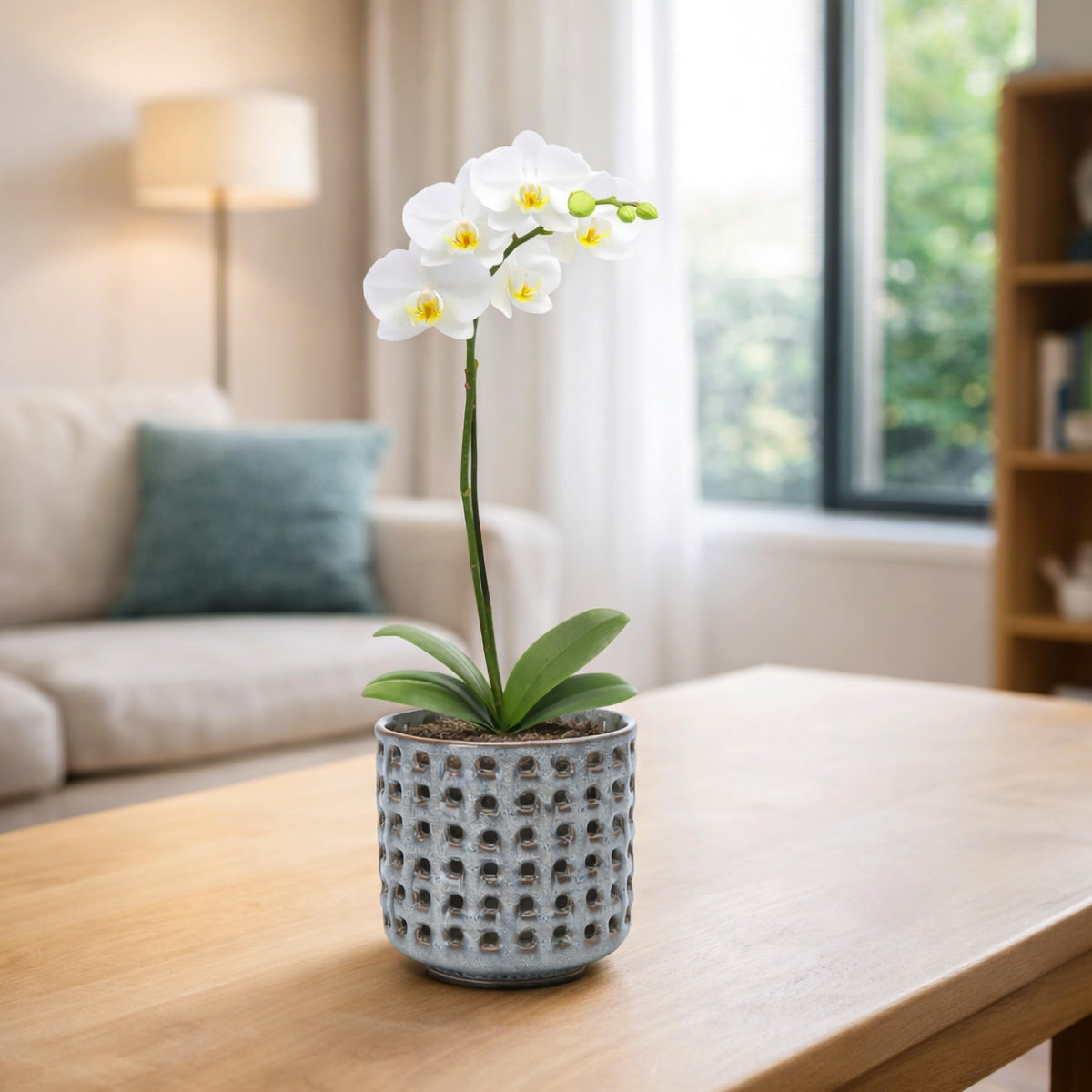 D'vine Dev detachable saucer supports bottom watering and flexible care for orchids