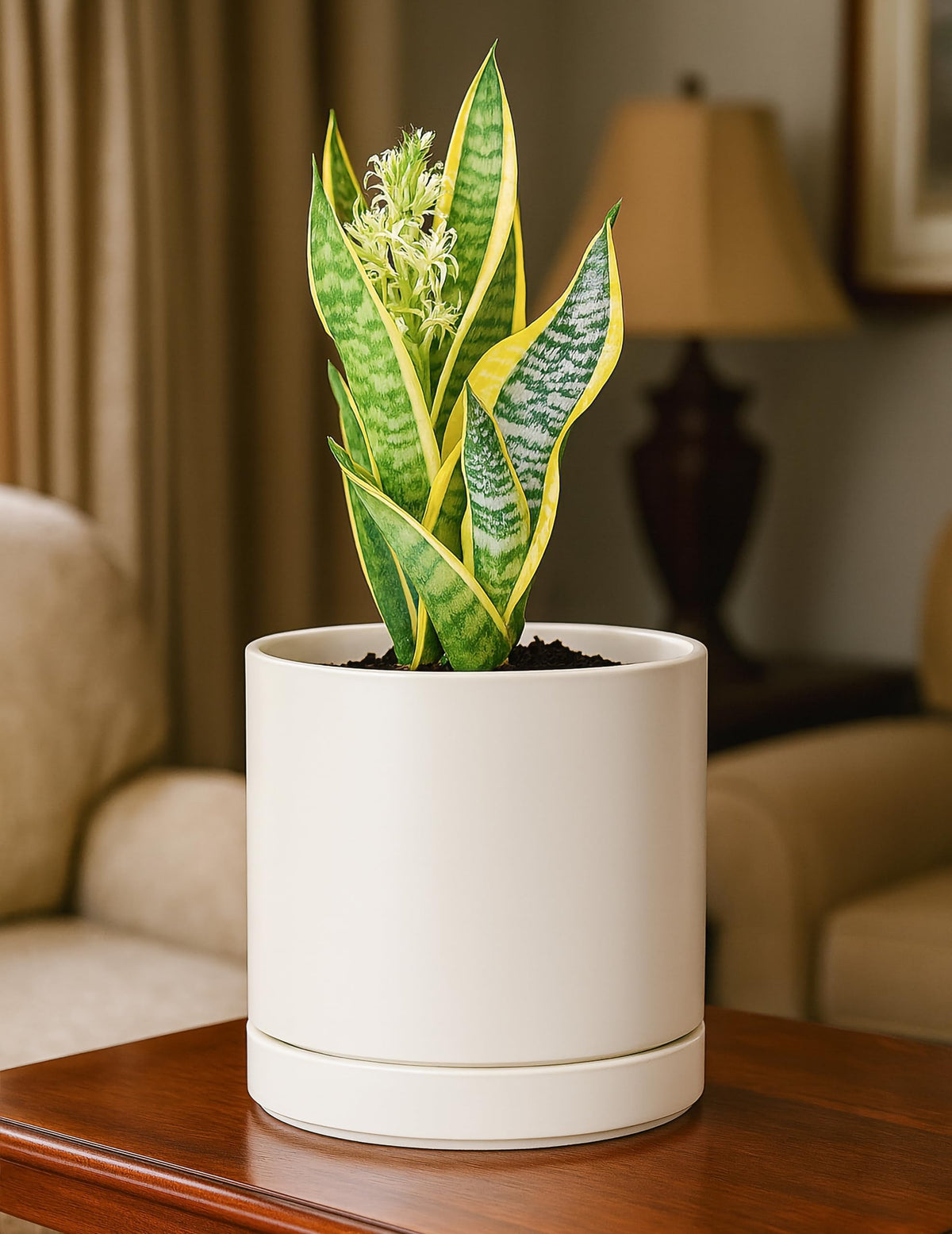 D'vine Dev detachable saucers protect surfaces while catching excess moisture.