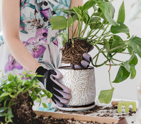 Dvine Dev drainage hole and saucer set prevents spills