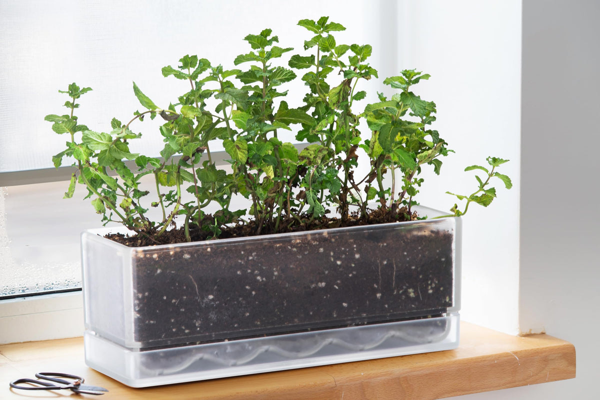 D'vine Dev planter with saucer catching excess water to protect surfaces