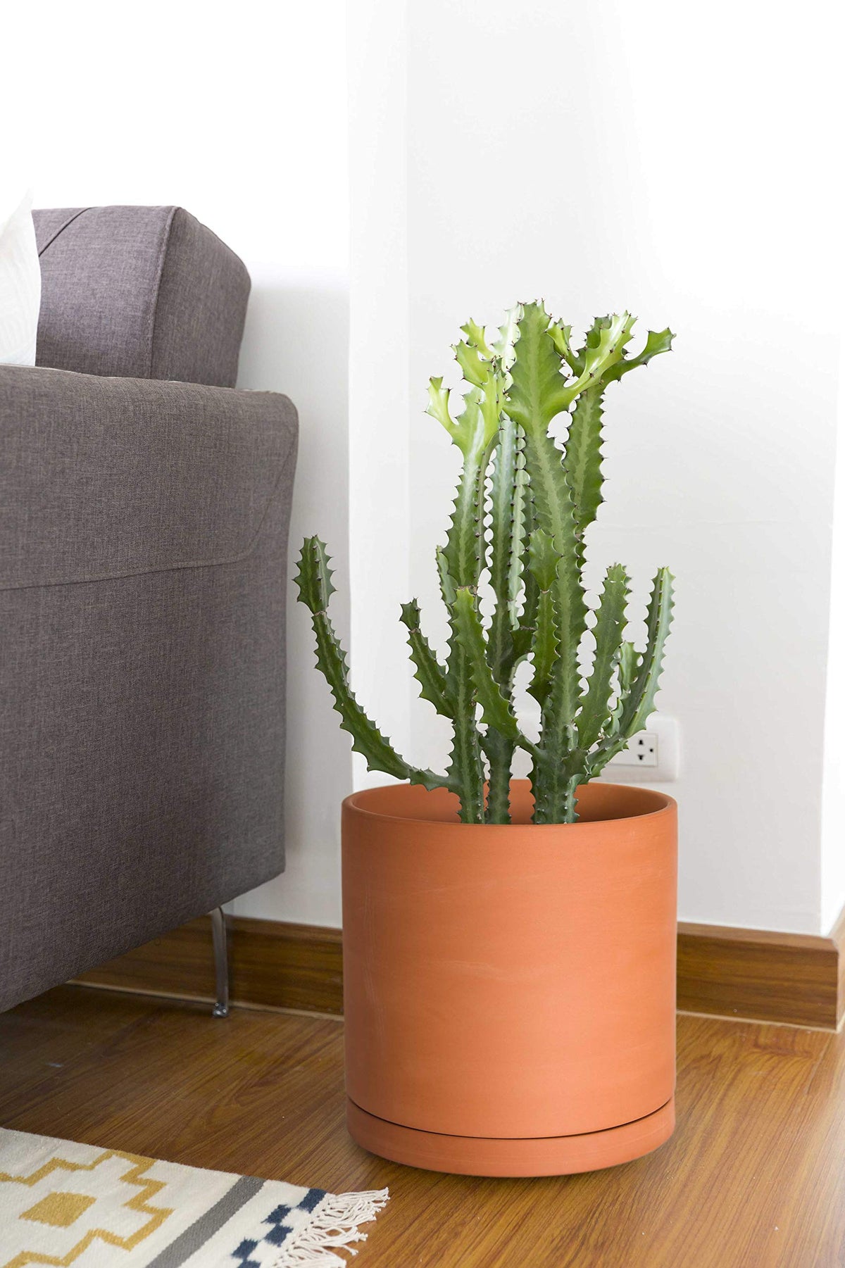 Dvine Dev drainage mesh net included with terracotta pot.