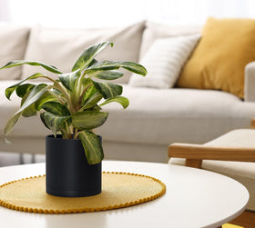 D'vine Dev durable lightweight planter set for easy relocation