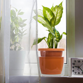 D'vine Dev gift ready self watering planter for plant lovers.