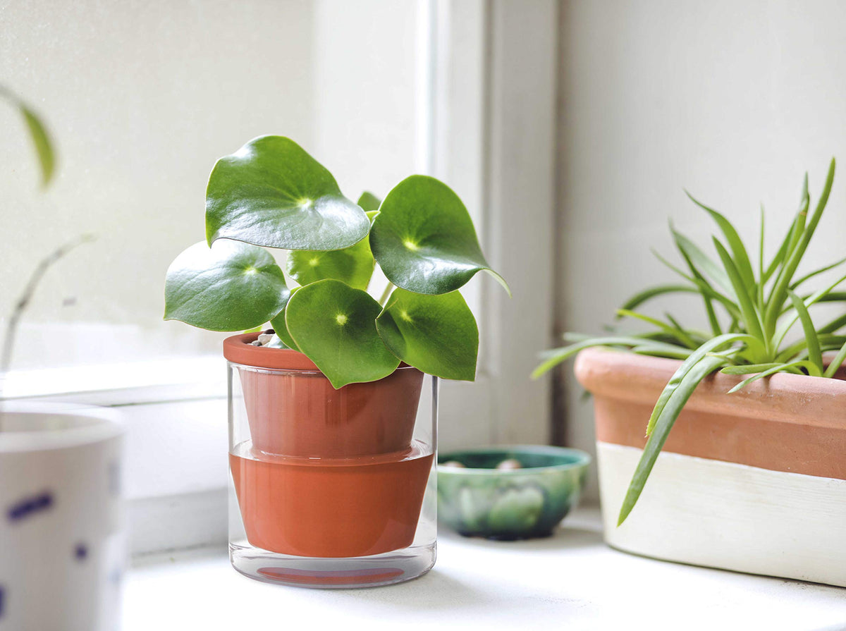 Perfect for herbs, aloe, and small houseplants in living spaces.