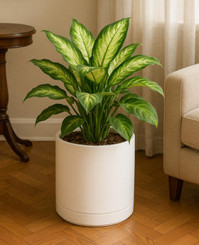 Indoor-friendly 10-inch planter on windowsill supports vibrant plant displays