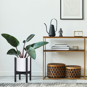 D'vine Dev indoor greens display with pot showcases simple plant arrangement.