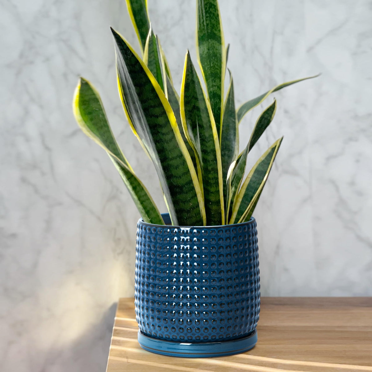 D'vine Dev planter shows drainage holes for healthy indoor irrigation