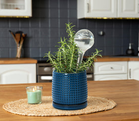 D'vine Dev indoor display setup ideal for succulents and small plants