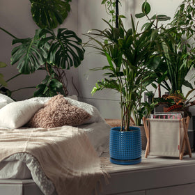 D'vine Dev midnight-blue planter complements shelves and desks with modern elegance