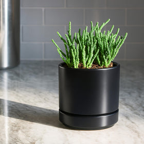 D'vine Dev minimalist black planter complements modern decor