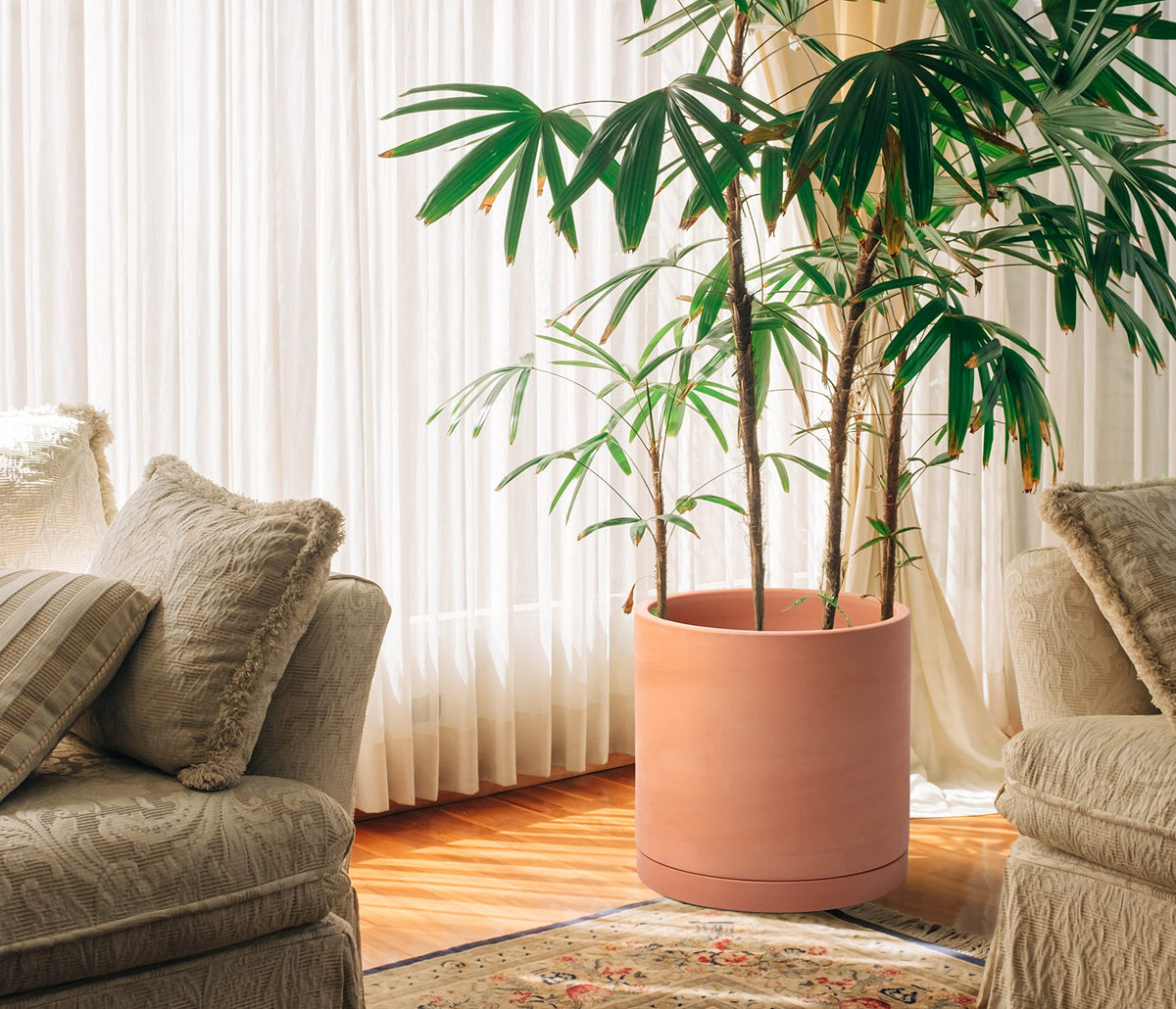 D'vine Dev minimalist round terracotta pot for indoor plants.