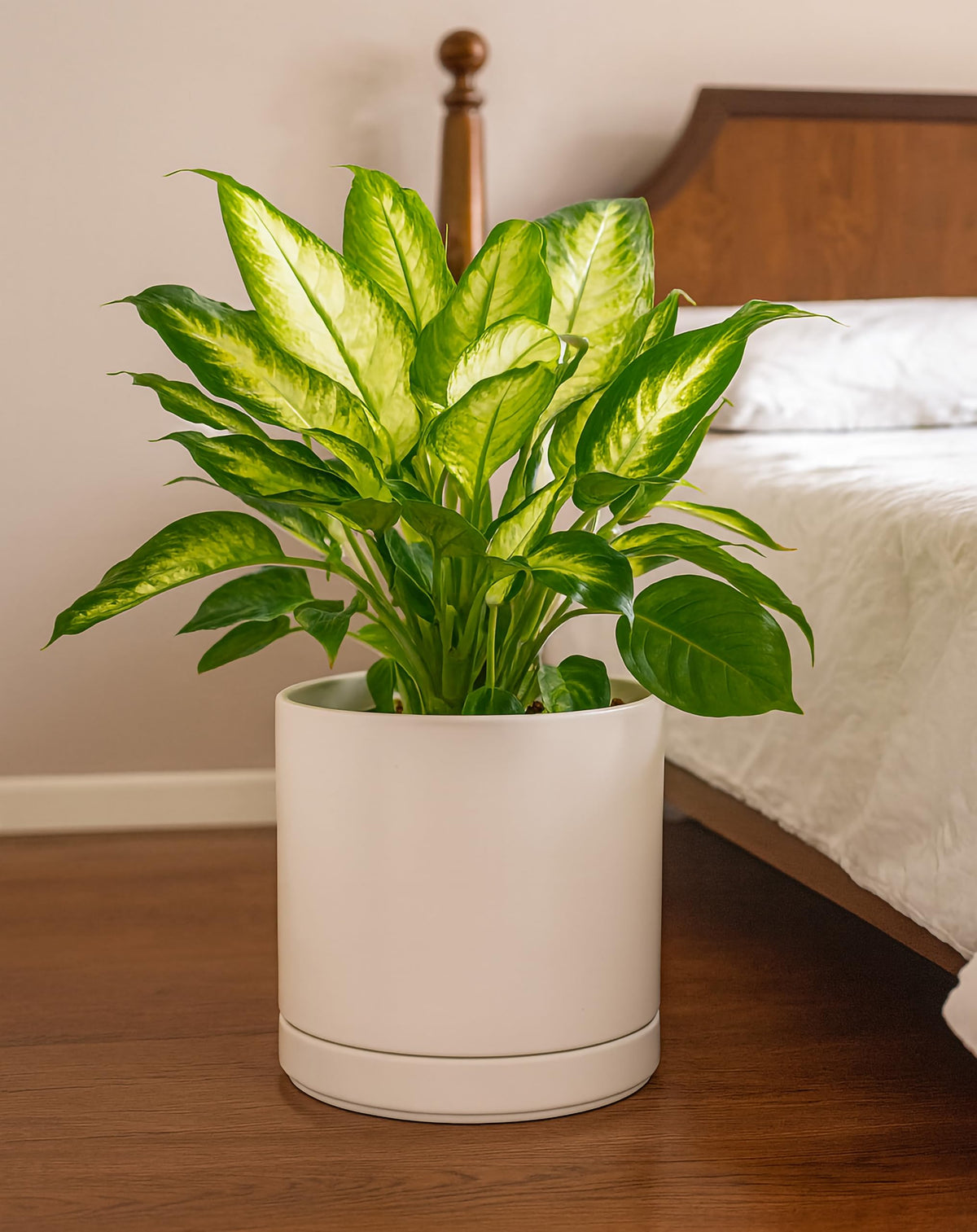 D'vine Dev oatmeal planter adds warmth to modern living spaces