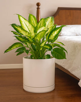 D'vine Dev oatmeal planter adds warmth to modern living spaces