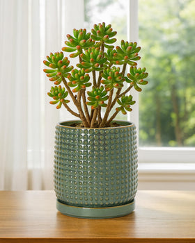 D'vine Dev olive indoor succulent planter on a bright windowsill.