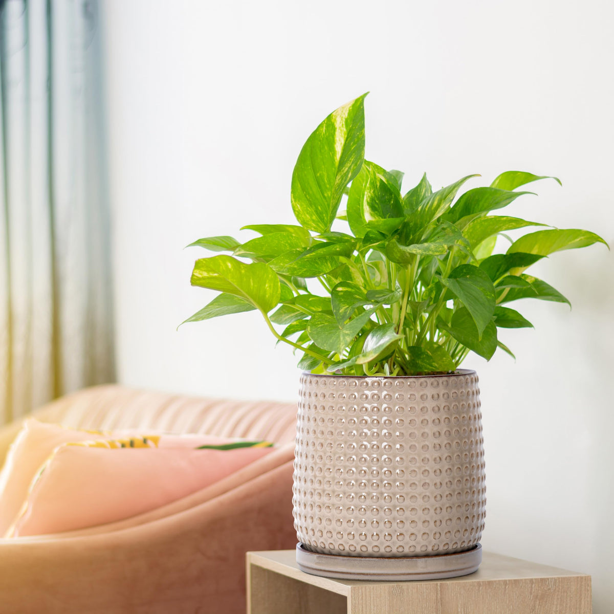 D'vine Dev planter in living space showing easy setup and care