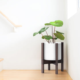 D'vine Dev cylinder pot with walnut wood stand complements modern interiors.