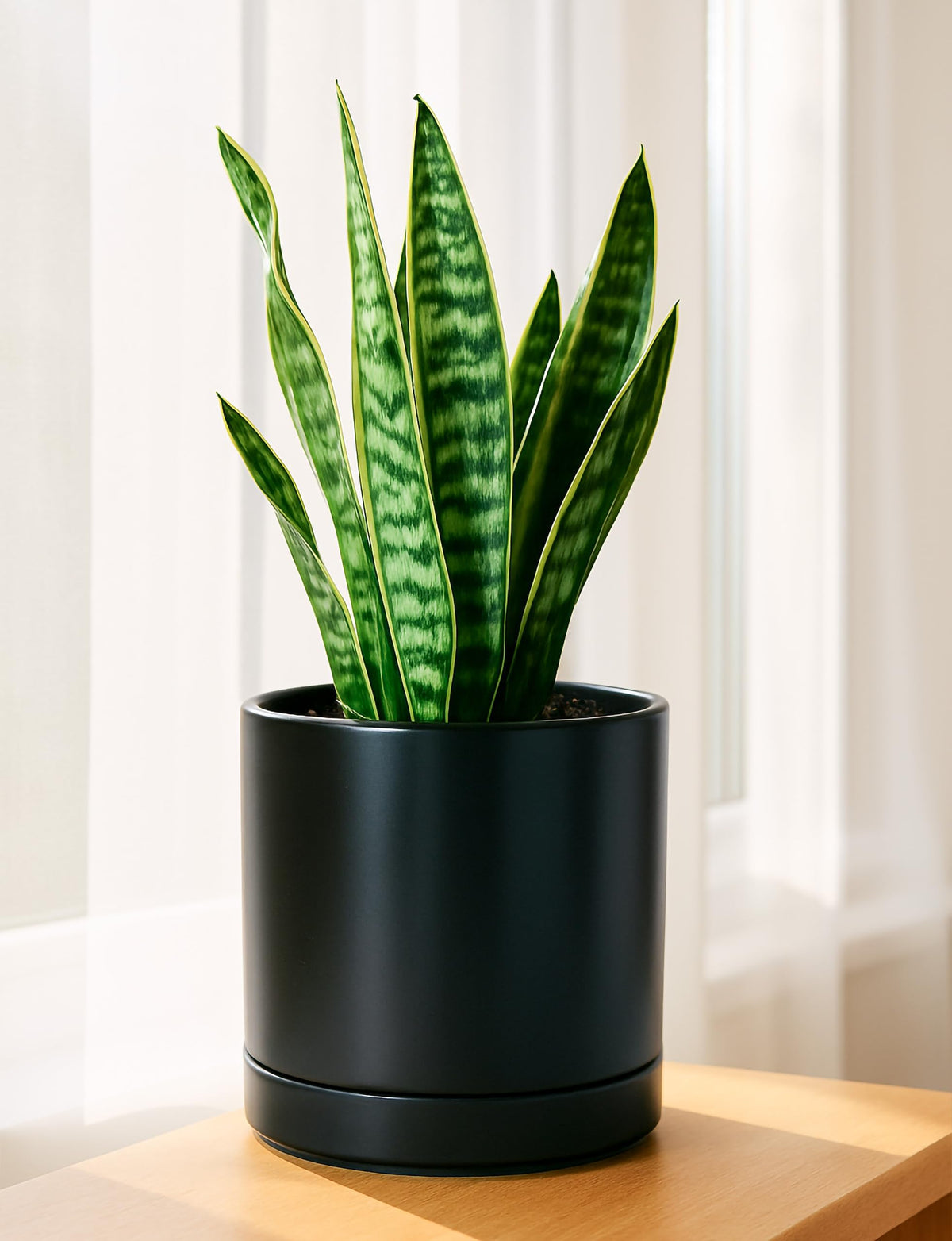 D'vine Dev planter with saucer included for easy setup