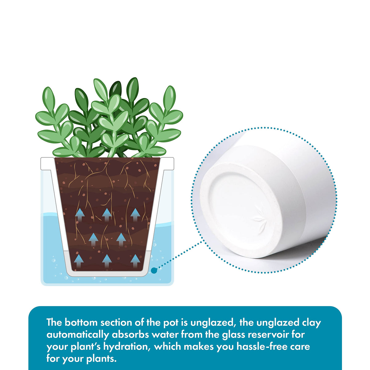 D'vine Dev 4-inch pot showing compact dimensions for windowsill placement.