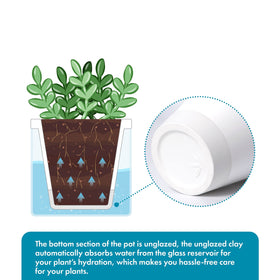 D'vine Dev 4-inch pot showing compact dimensions for windowsill placement.