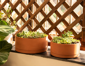 D'vine Dev round cylinder planter for succulents adds modern elegance and easy care.