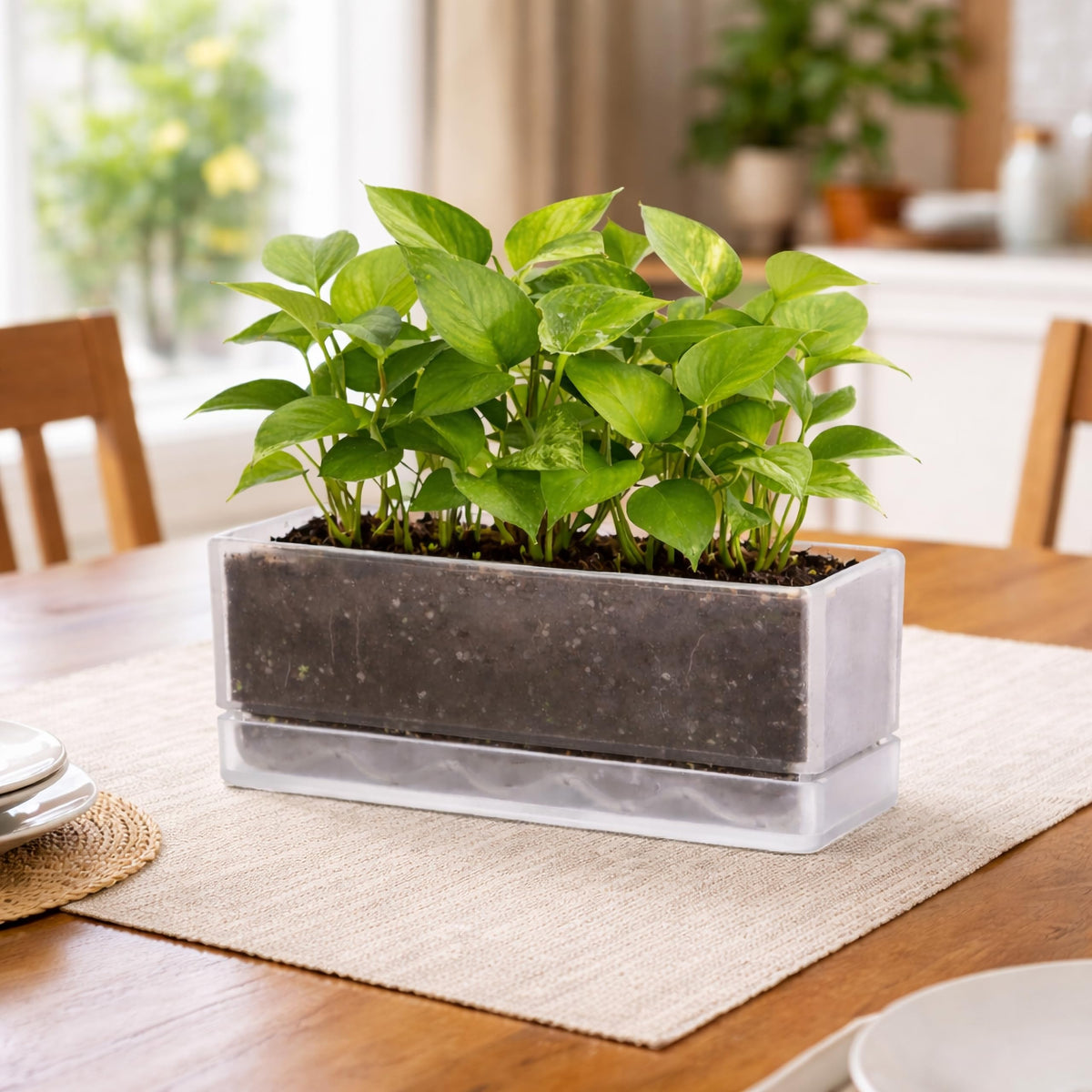 D'vine Dev set of 2 planters for a complete windowsill herb garden