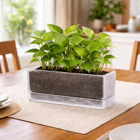 D'vine Dev set of 2 planters for a complete windowsill herb garden