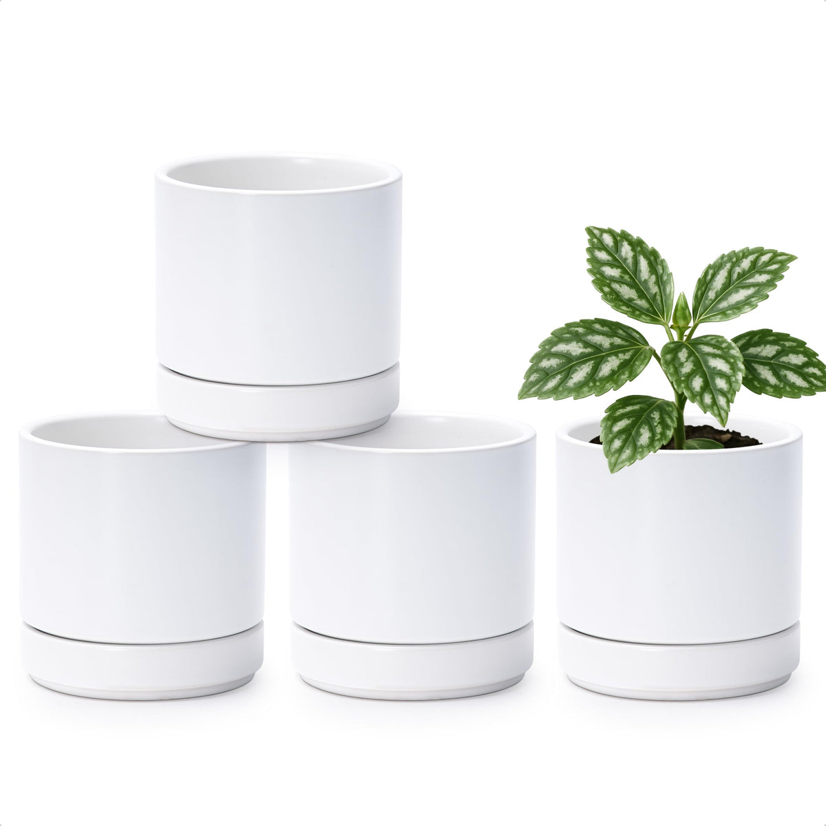 D'vine Dev four small ceramic pots in a clean outer view for stylish indoor display.