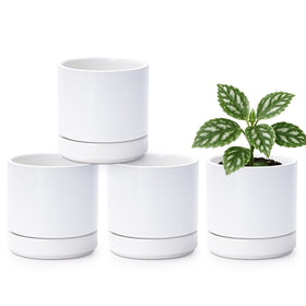 D'vine Dev four small ceramic pots in a clean outer view for stylish indoor display.