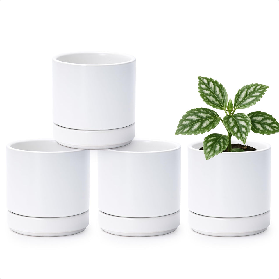 D'vine Dev four small ceramic pots in a clean outer view for stylish indoor display.