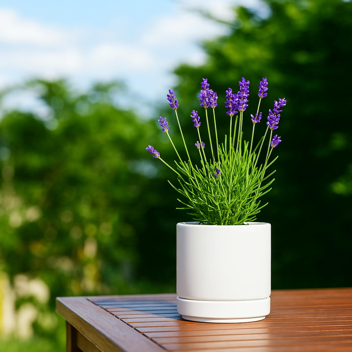 D'vine Dev four-pot set on shelf showcases versatile home greenery.