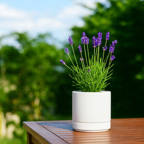 D'vine Dev four-pot set on shelf showcases versatile home greenery.