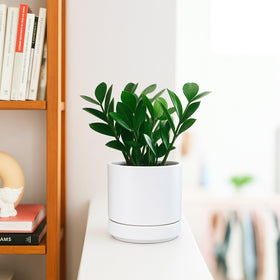 D'vine Dev succulent in pot demonstrates compact greenery for desks.