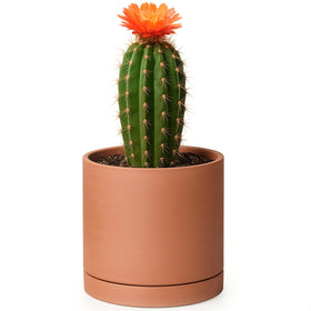 D'vine Dev Small Plus terracotta pot with drainage hole for healthy moisture control.