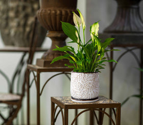 Dvine Dev smoked white stoneware planter suits any space