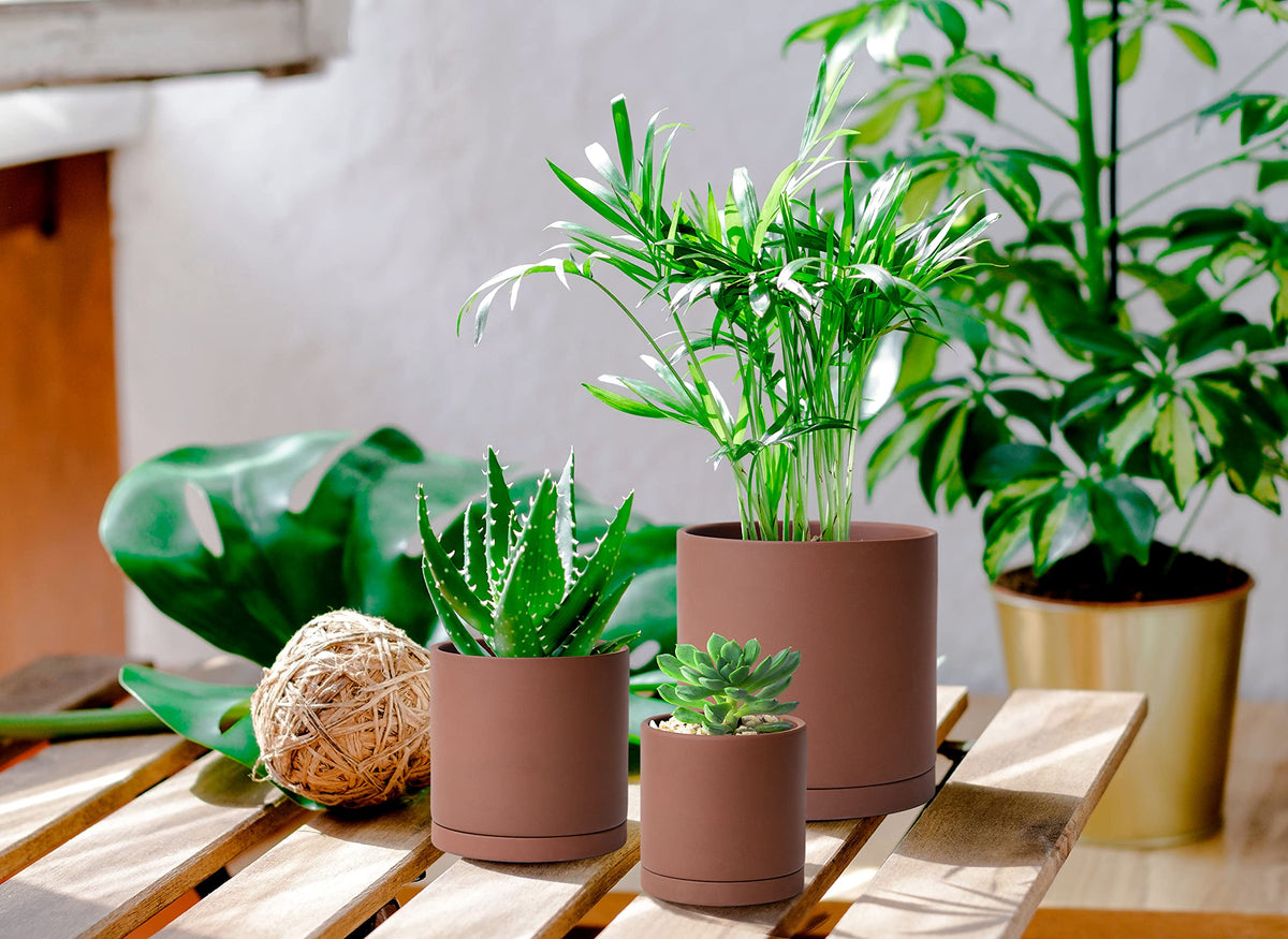 D'vine Dev succulent in rust pot demonstrates natural aesthetic and compact planter.