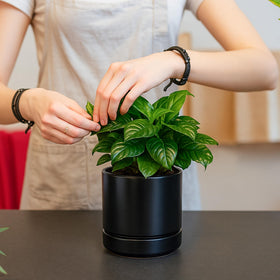 D'vine Dev tabletop scratch pads protect surfaces during setup