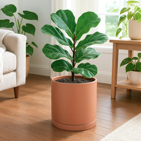 Dvine Dev 10-inch tall terracotta pot silhouette in a modern room.