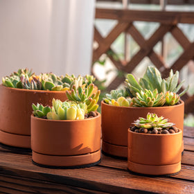 D'vine Dev terracotta shallow planter 4-inch ideal for herbs on a sunny windowsill