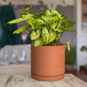 D'vine Dev packaging-ready terracotta pot suitable for gifting