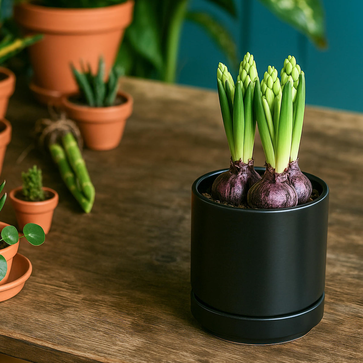 D'vine Dev two-pack planter ready for shelf or desk styling