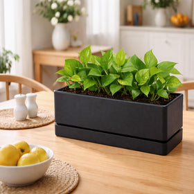 D'vine Dev two-pack helps create coordinated herbs, succulents, or small vegetables.